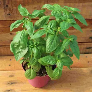 Basil, Sweet Seeds