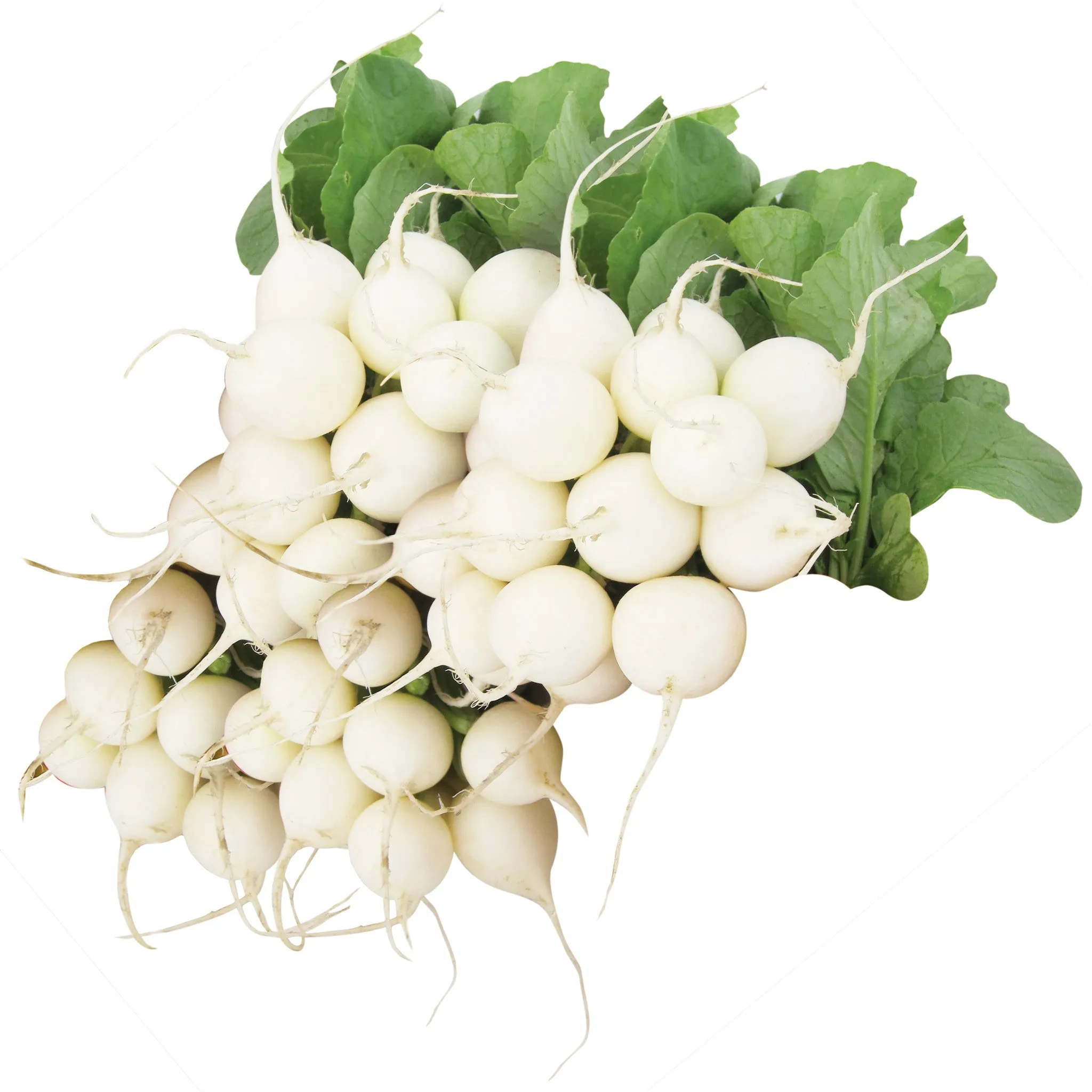 Radish Pearl Organic Seed