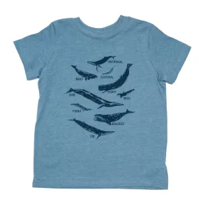 Whale Species Chart Toddler Tee